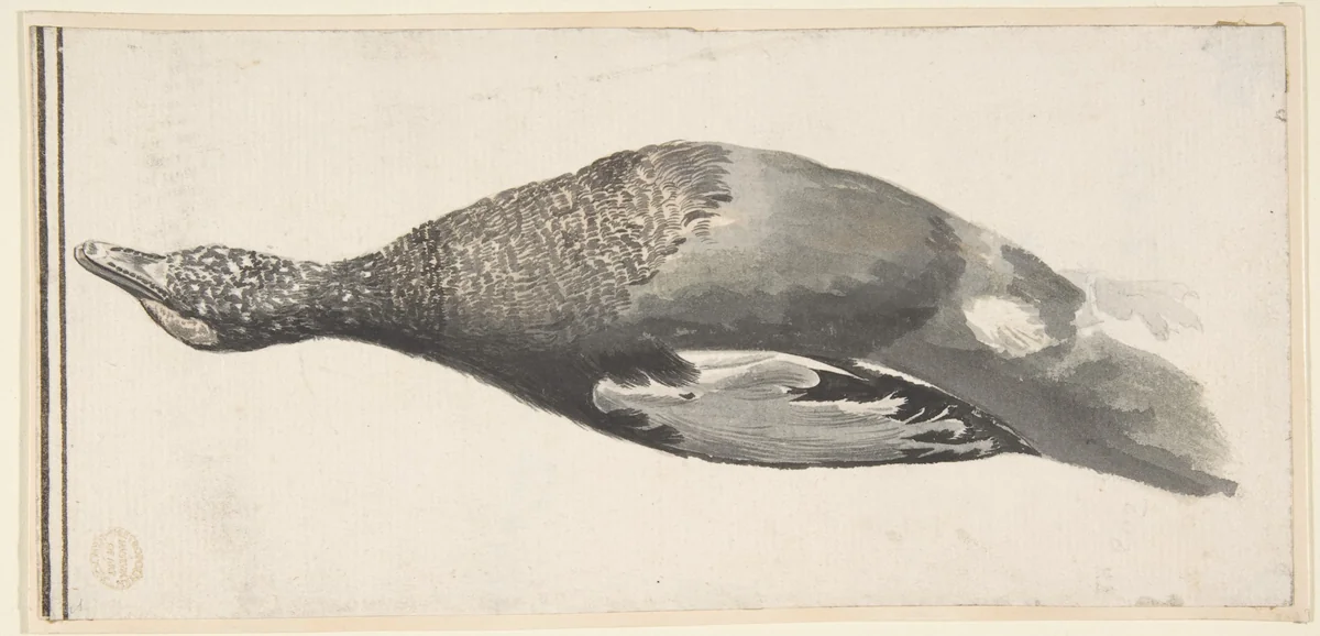 Dead Duck by Count Giorgio Durante, drawing, 1685-1755