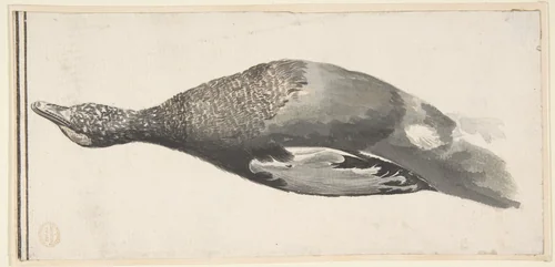 Dead Duck by Count Giorgio Durante, drawing, 1685-1755