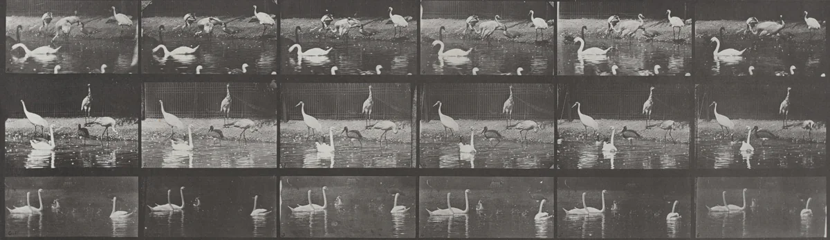 Plate Number 776. Storks, swans, etc. by Eadweard Muybridge, photograph, 1887