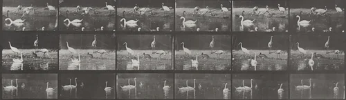 Plate Number 776. Storks, swans, etc. by Eadweard Muybridge, photograph, 1887