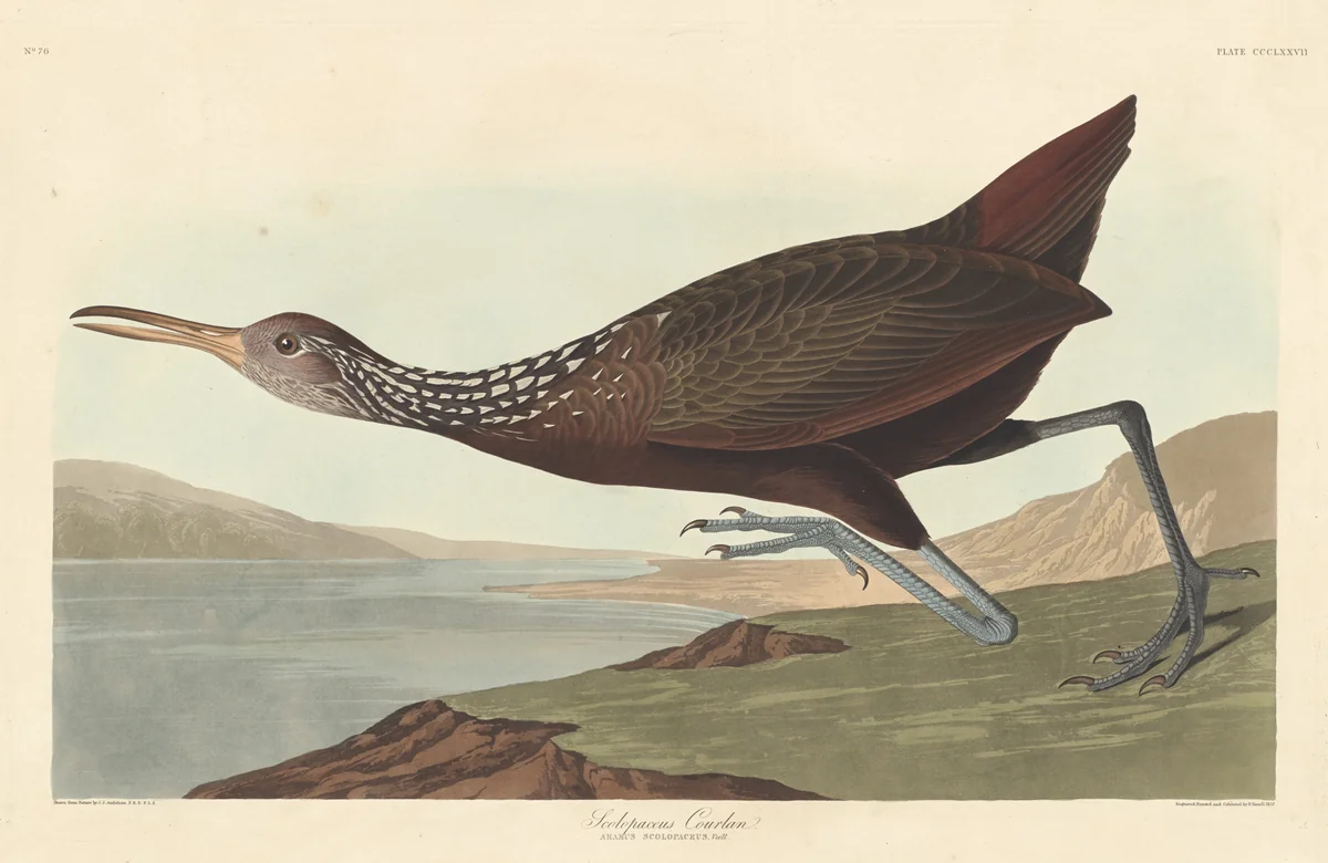 Scolopaceus Courlan by Robert Havell, Jr.; John James Audubon, print, 1837