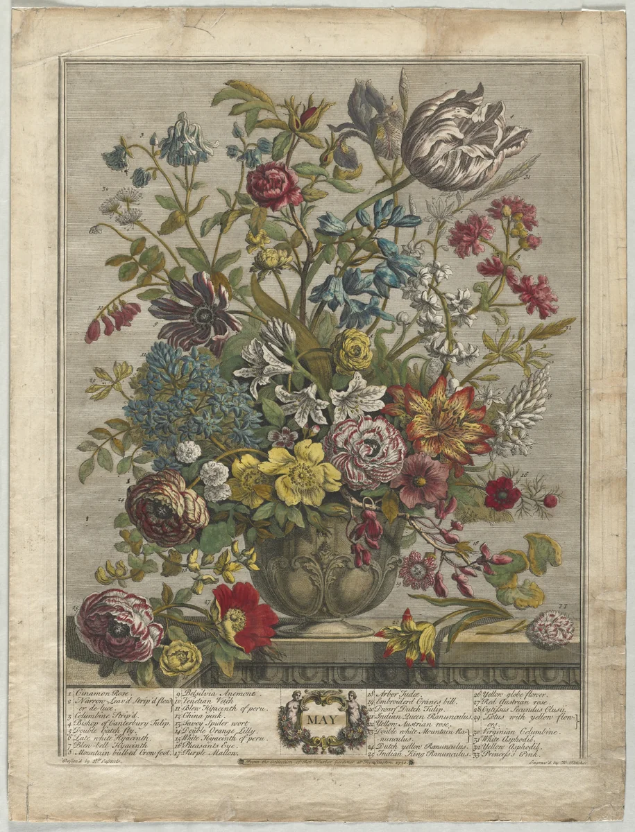Twelve Months of Flowers: May by Henry Fletcher, print, 1730