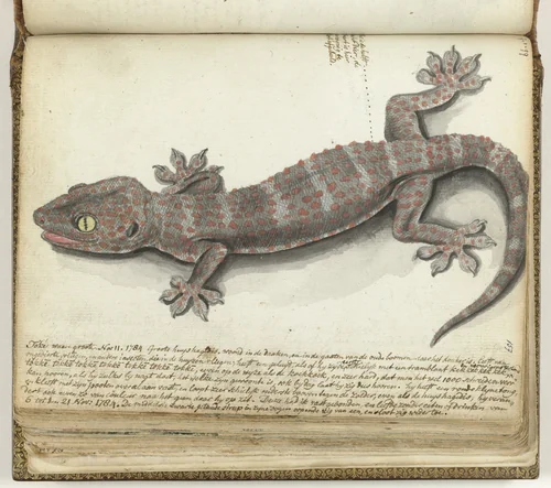 Tokeh by Jan Brandes, drawing, 1784