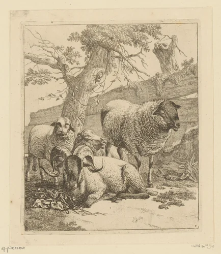 Liggende ram en drie schapen bij houten hek by Johann Heinrich Roos, print, 1668-1670