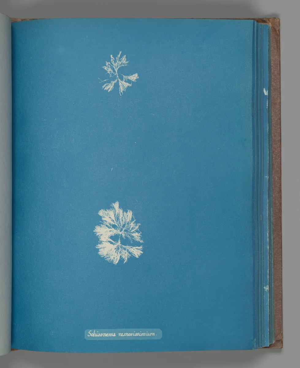 Schizonema ramosissimium by Anna Atkins, photograph, 1851-1855