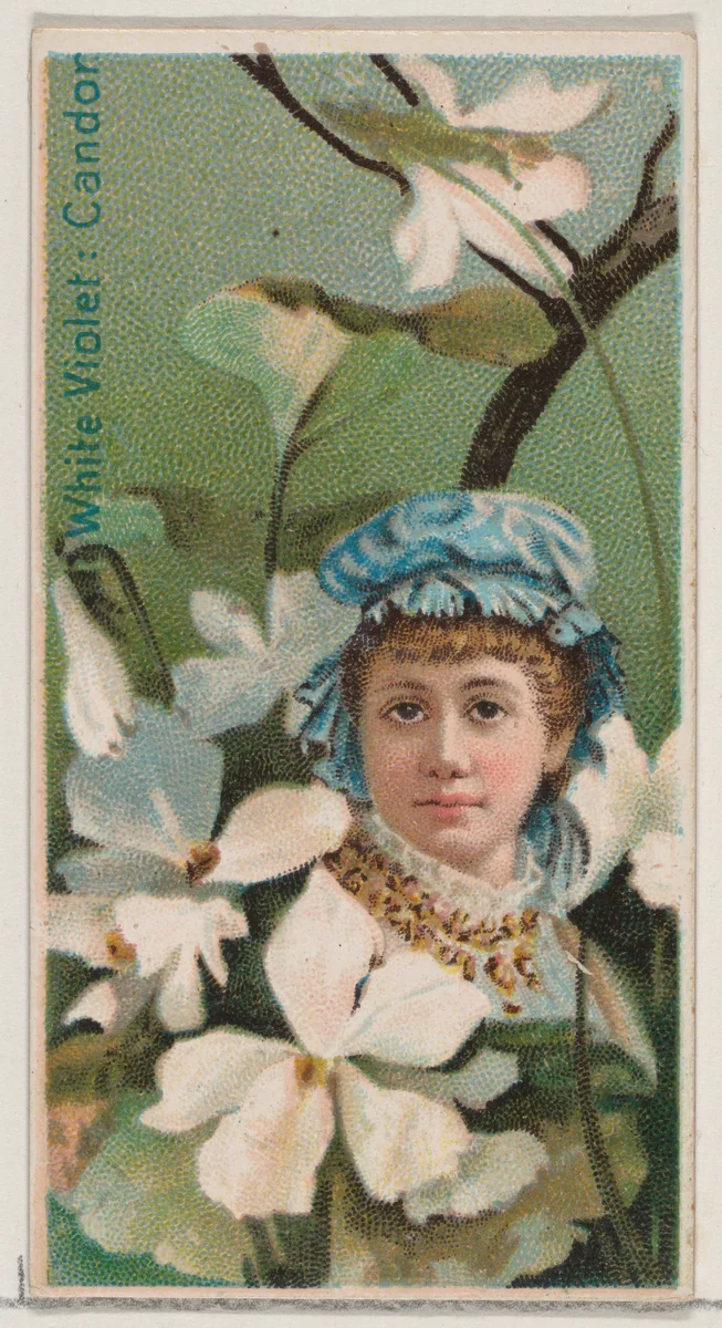 White Violet: Candor, from the series Floral Beauties and Language of Flowers (N75) for Duke brand cigarettes by American Tobacco Company, print, 1892