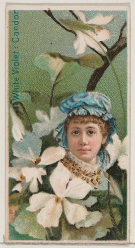 White Violet: Candor, from the series Floral Beauties and Language of Flowers (N75) for Duke brand cigarettes by American Tobacco Company, print, 1892