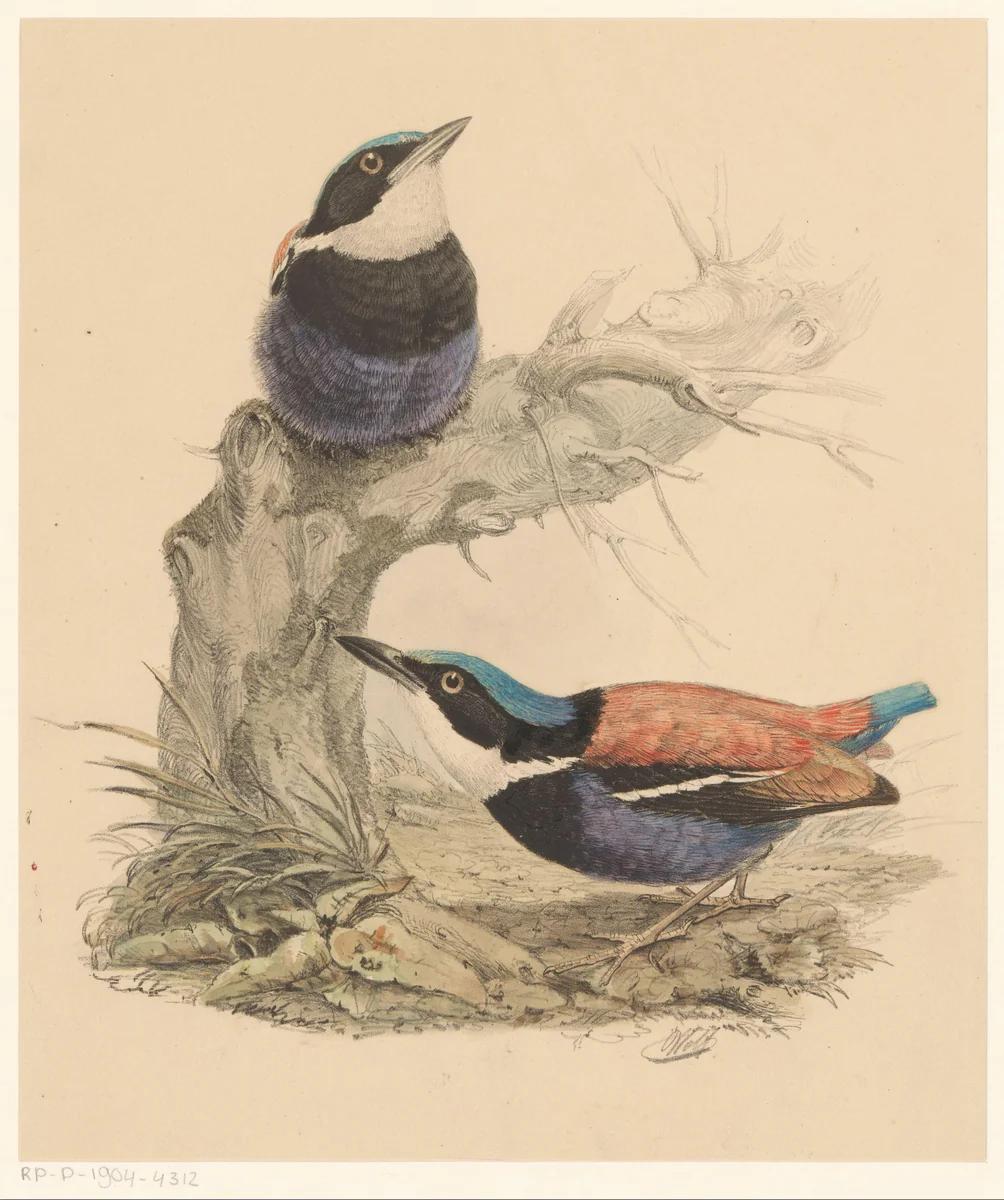 Twee vogels by Florentius Abraham Verster van Wulverhorst, print, 1836-1904