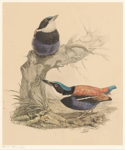Twee vogels by Florentius Abraham Verster van Wulverhorst, print, 1836-1904
