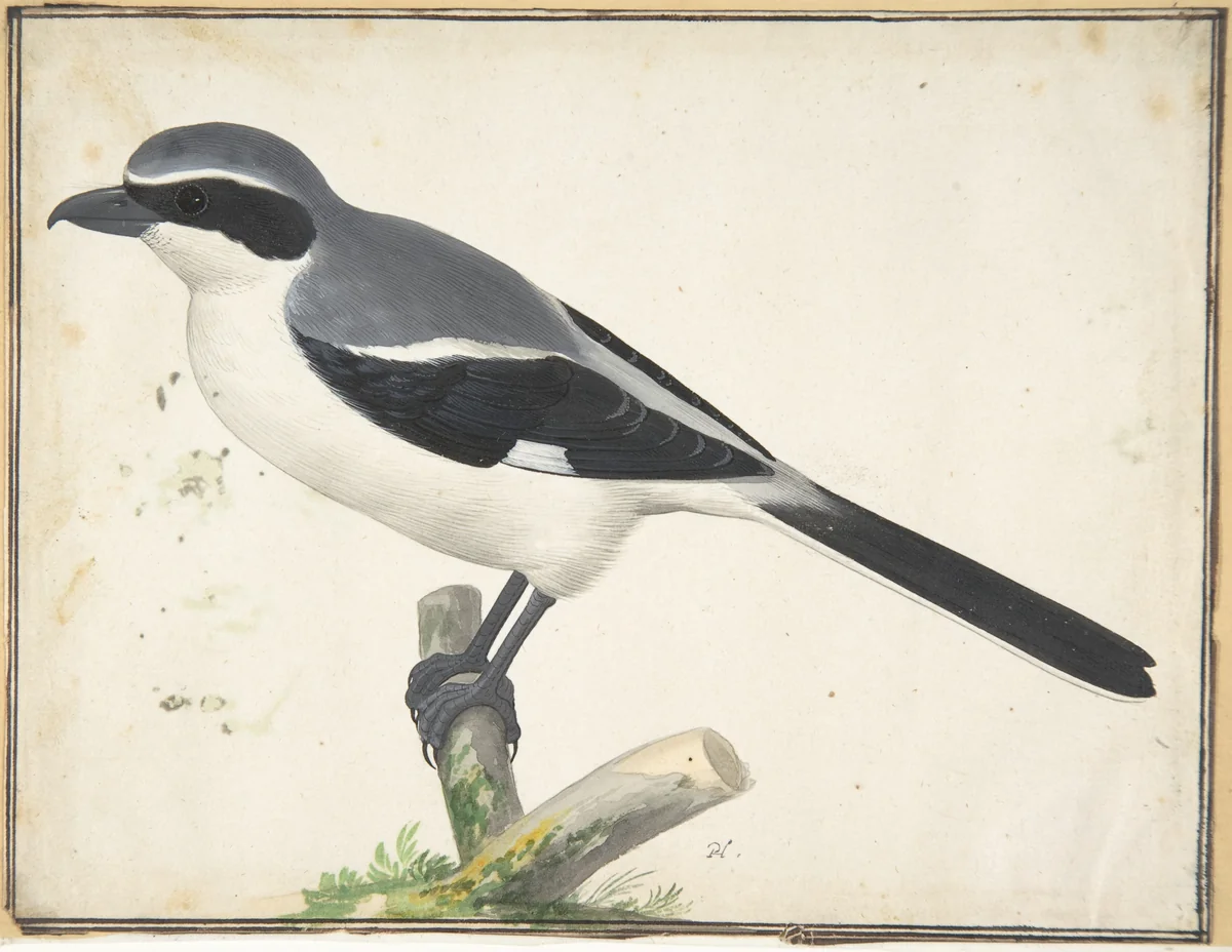 A Great Grey Shrike by Pieter Holsteyn, drawing, 1634-1683
