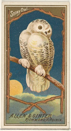 Snowy Owl, from the Birds of America series (N4) for Allen & Ginter Cigarettes Brands by Allen & Ginter, print, 1888