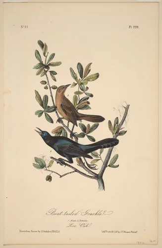 Boat-Tailed Grackle by John T. Bowen
John James Audubon, print, 1840