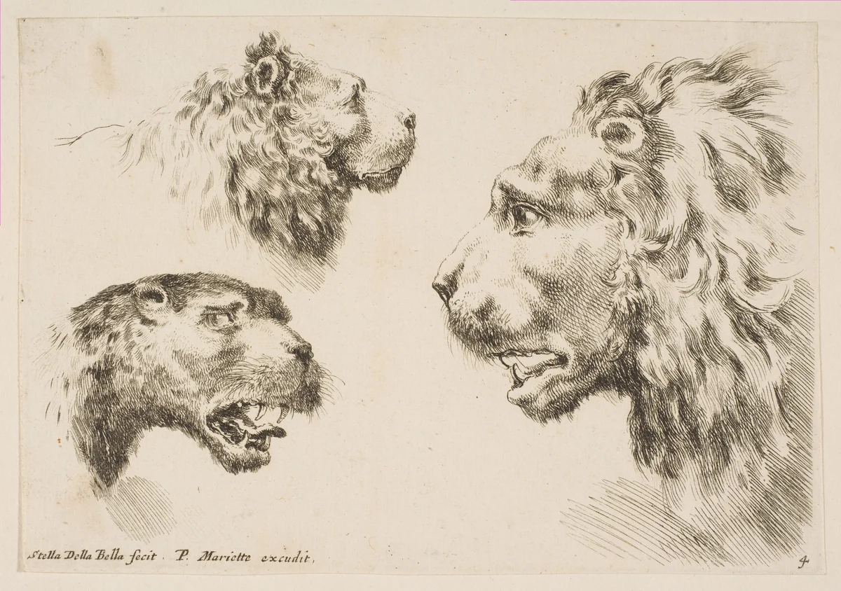 Heads of Three Lions by Stefano della Bella, print, 1636-1646