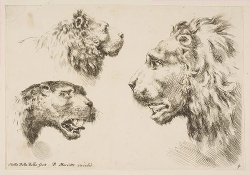 Heads of Three Lions by Stefano della Bella, print, 1636-1646