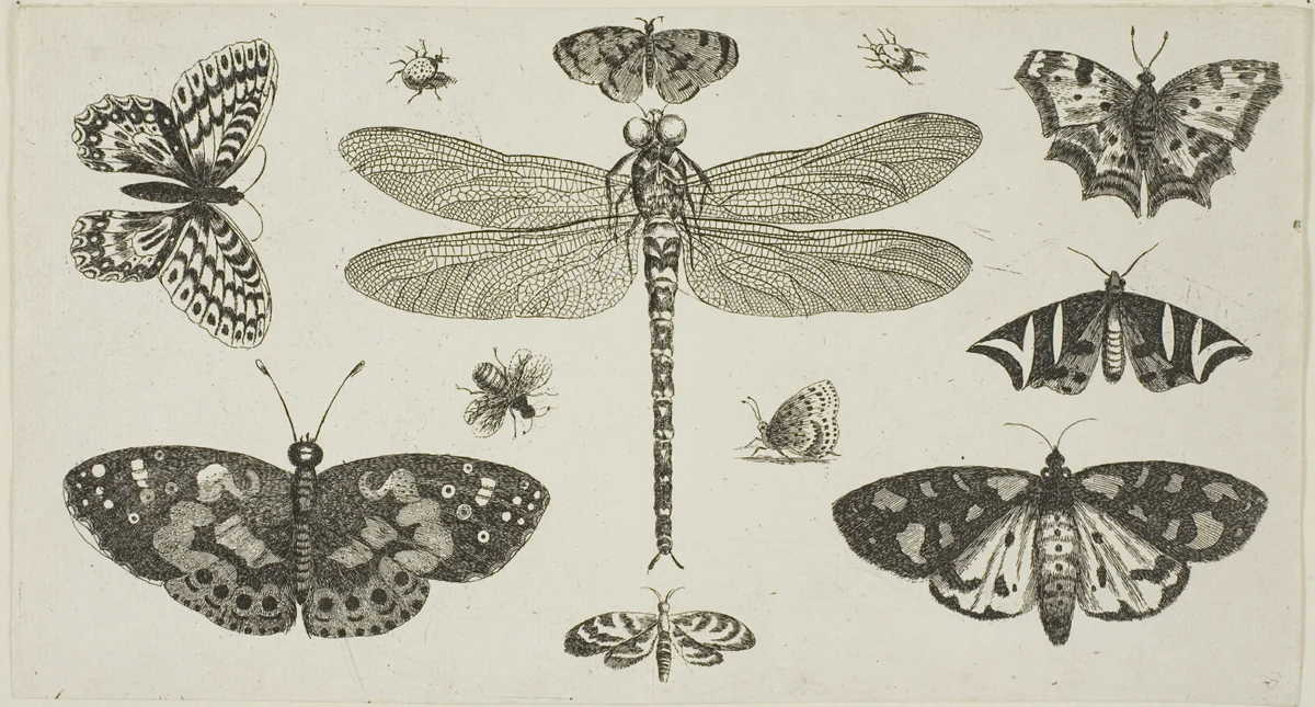 A Dragonfly, Ladybirds, and Butterflies, from Diversae Insectorum...Figurae by Wenceslaus Hollar, print, 1646-1677