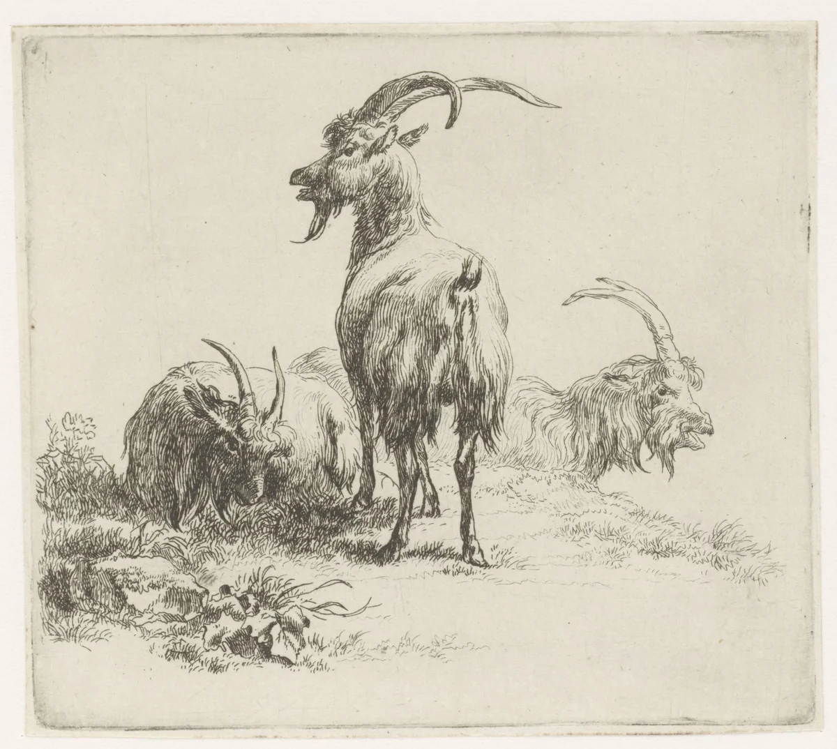 Drie bokken by Nicolaes Pietersz Berchem, print, 1648-1652