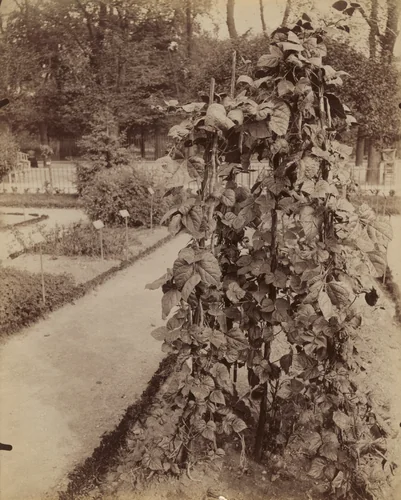 Haricots by Eugène Atget, photograph, 1900