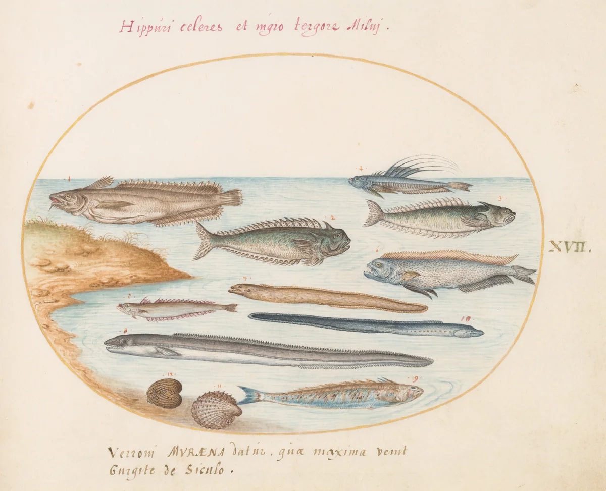 Plate 17: A Cod, Weever Fish, Eels, and Other Fish by Joris Hoefnagel, drawing, 1570-1599