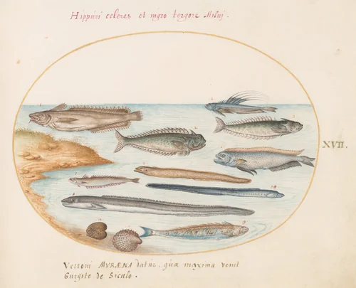 Plate 17: A Cod, Weever Fish, Eels, and Other Fish by Joris Hoefnagel, drawing, 1570-1599