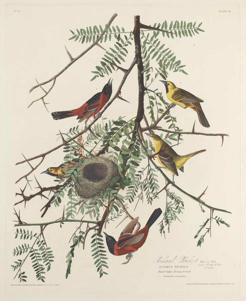 Orchard Oriole by Robert Havell, Jr.; John James Audubon, print, 1828