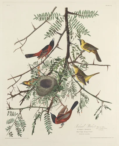 Orchard Oriole by Robert Havell, Jr.; John James Audubon, print, 1828