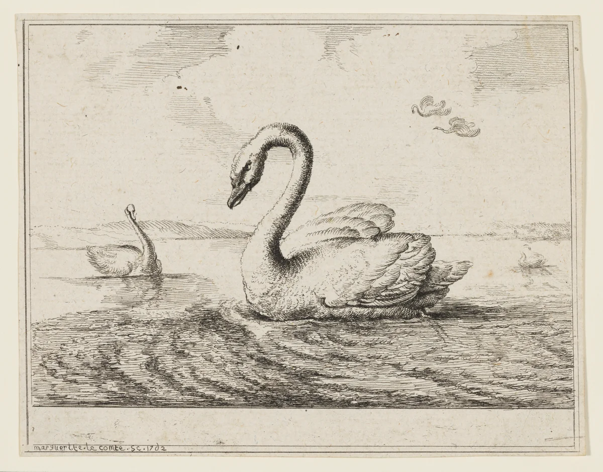 Swans on Open Water by Marguerite Le Comte, print, 1762