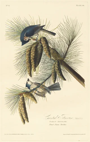 Crested Titmouse by Robert Havell, Jr.; John James Audubon, print, 1828