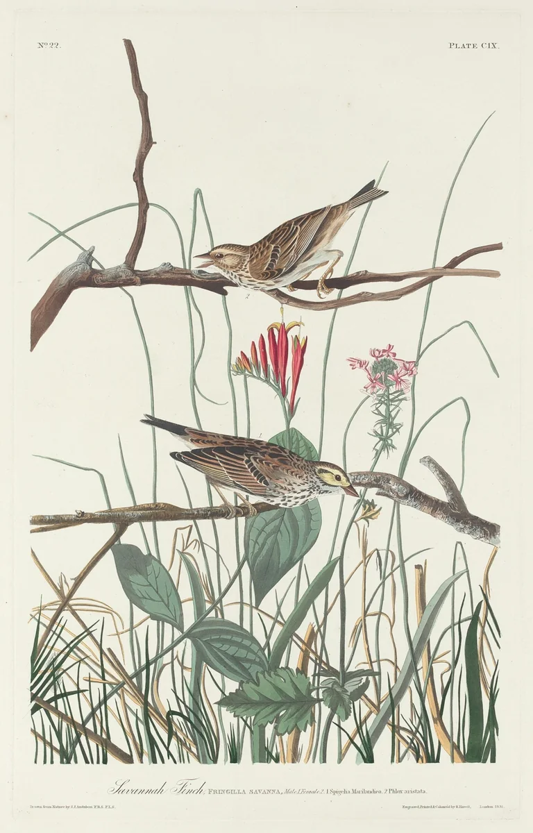 Savannah Finch by Robert Havell, Jr.; John James Audubon, print, 1831