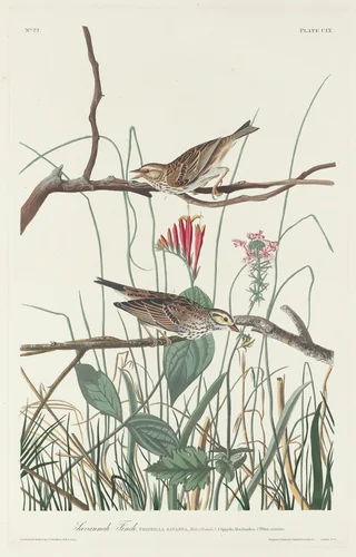 Savannah Finch by Robert Havell, Jr.; John James Audubon, print, 1831