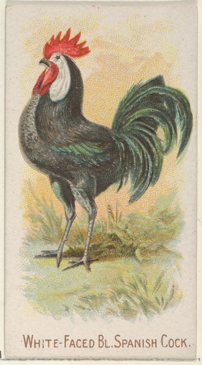 White-Faced Black Spanish Cock, from the Prize and Game Chickens series (N20) for Allen & Ginter Cigarettes by Allen & Ginter, print, 1891