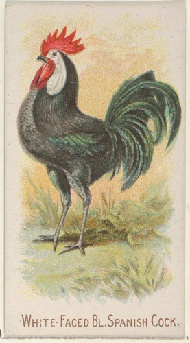 White-Faced Black Spanish Cock, from the Prize and Game Chickens series (N20) for Allen & Ginter Cigarettes by Allen & Ginter, print, 1891