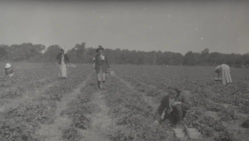 Near Elizabethtown, Kentucky by Lewis Wickes Hine, photograph, 1916