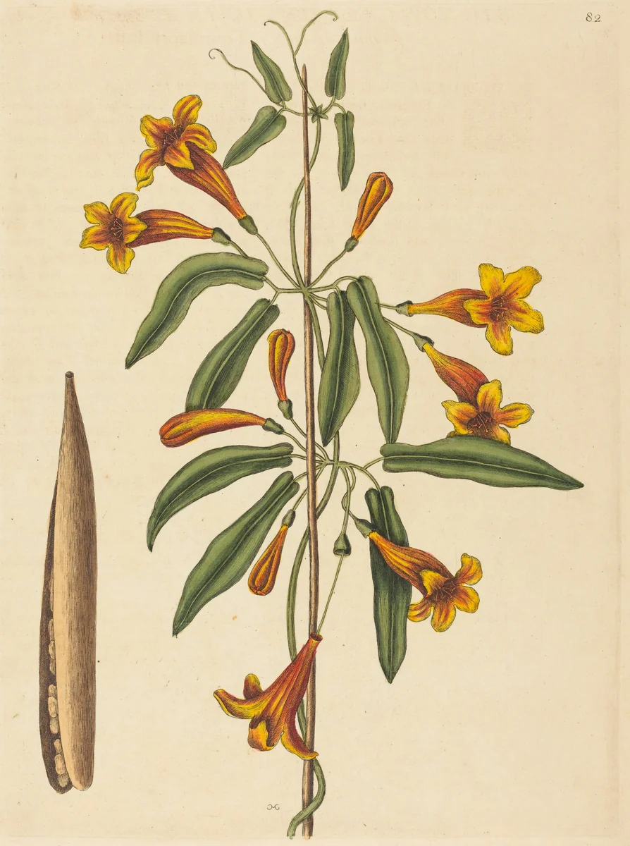 Cross-vine (Bignonia capreolata) by Mark Catesby, print, 1754