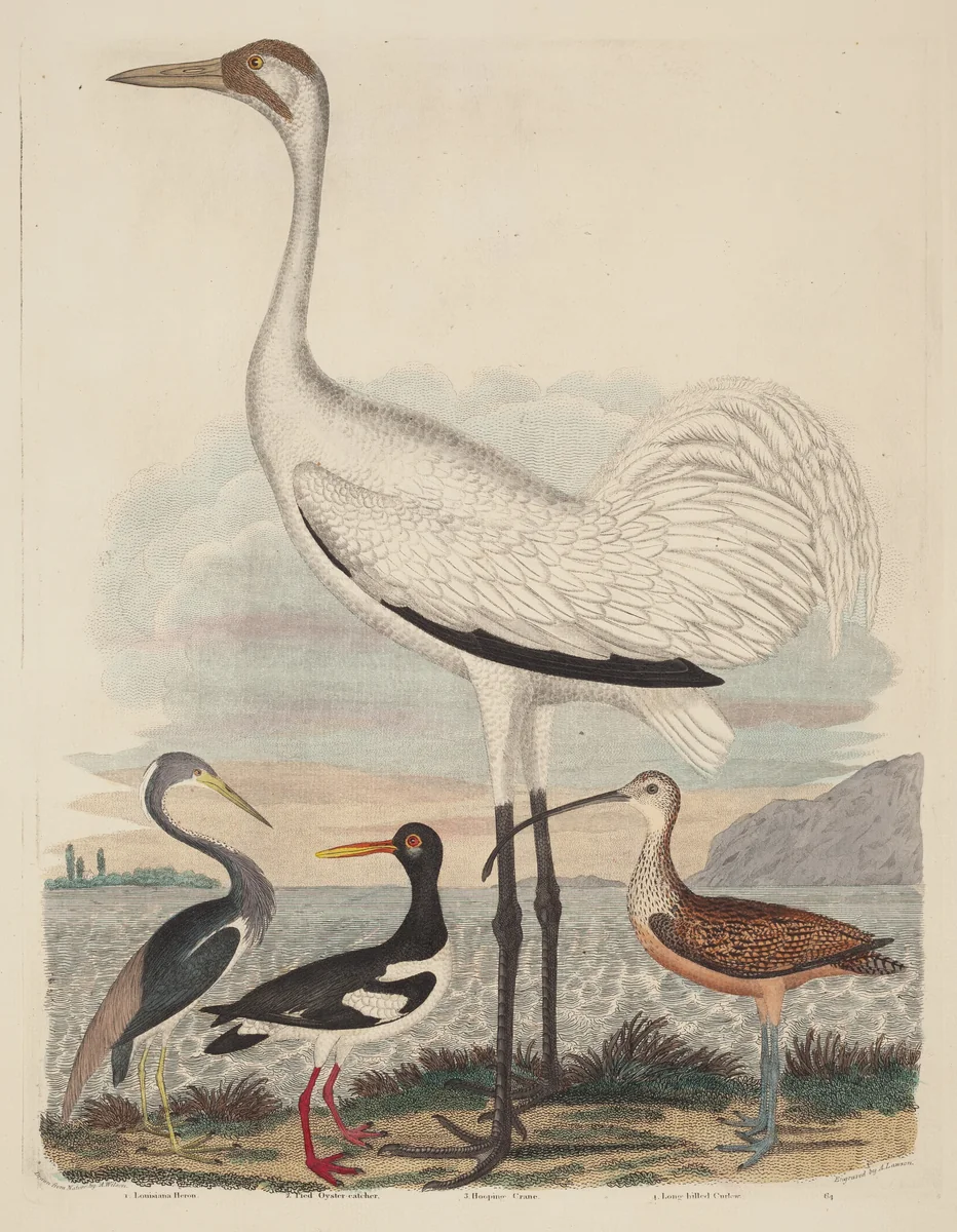 Louisiana Heron, Pied Oyster-catcher, Hooping Crane, and Long-billed Curlew by John G. Warnicke
Alexander Wilson, print, 1808-1814