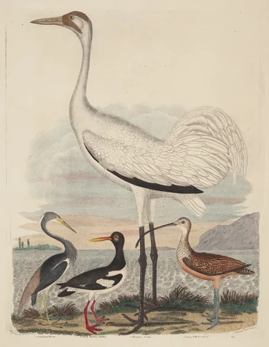 Louisiana Heron, Pied Oyster-catcher, Hooping Crane, and Long-billed Curlew by John G. Warnicke
Alexander Wilson, print, 1808-1814