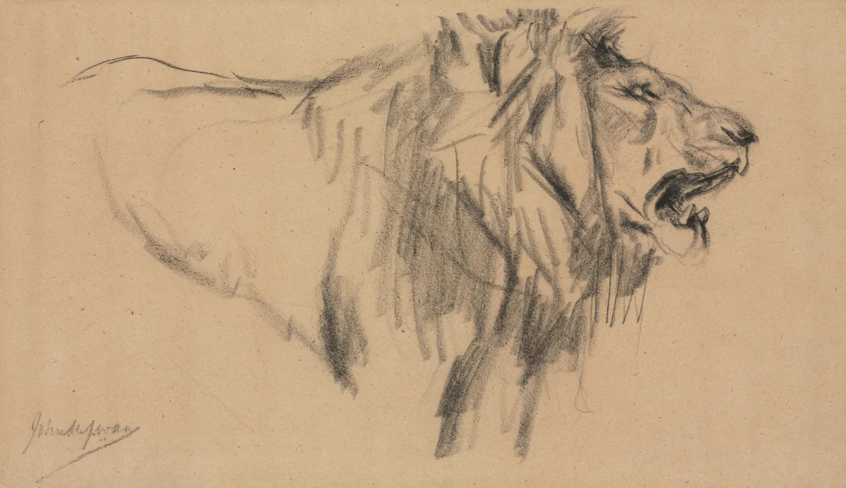 Lion by John Macallan Swan, drawing, 1862-1910