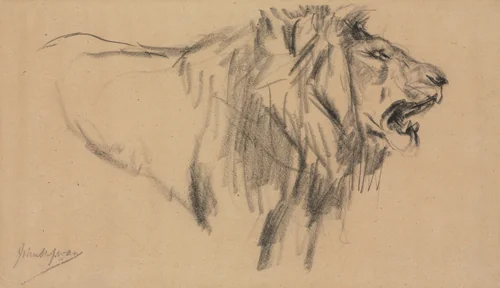 Lion by John Macallan Swan, drawing, 1862-1910