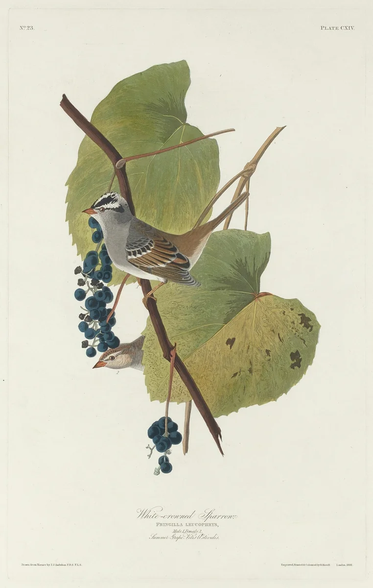 White-crowned Sparrow by Robert Havell, Jr.; John James Audubon, print, 1831