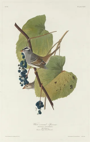 White-crowned Sparrow by Robert Havell, Jr.; John James Audubon, print, 1831