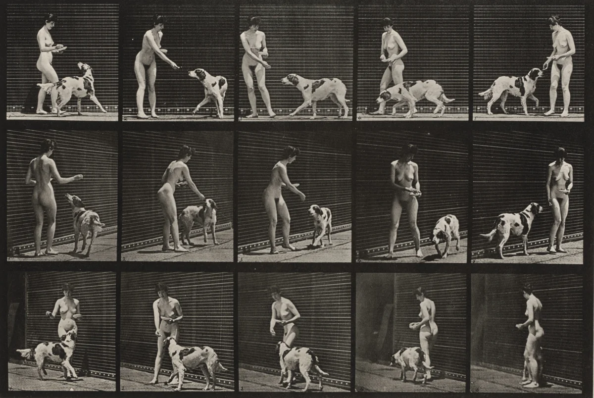 Plate Number 514. Feeding a dog by Eadweard Muybridge, photograph, 1887