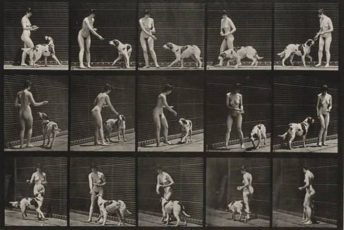 Plate Number 514. Feeding a dog by Eadweard Muybridge, photograph, 1887