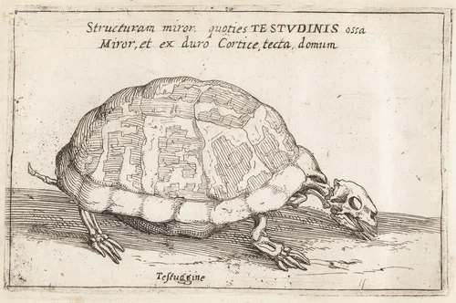 Skeleton of a Tortoise by Teodoro Filippo di Liagno, print, 1620-1621