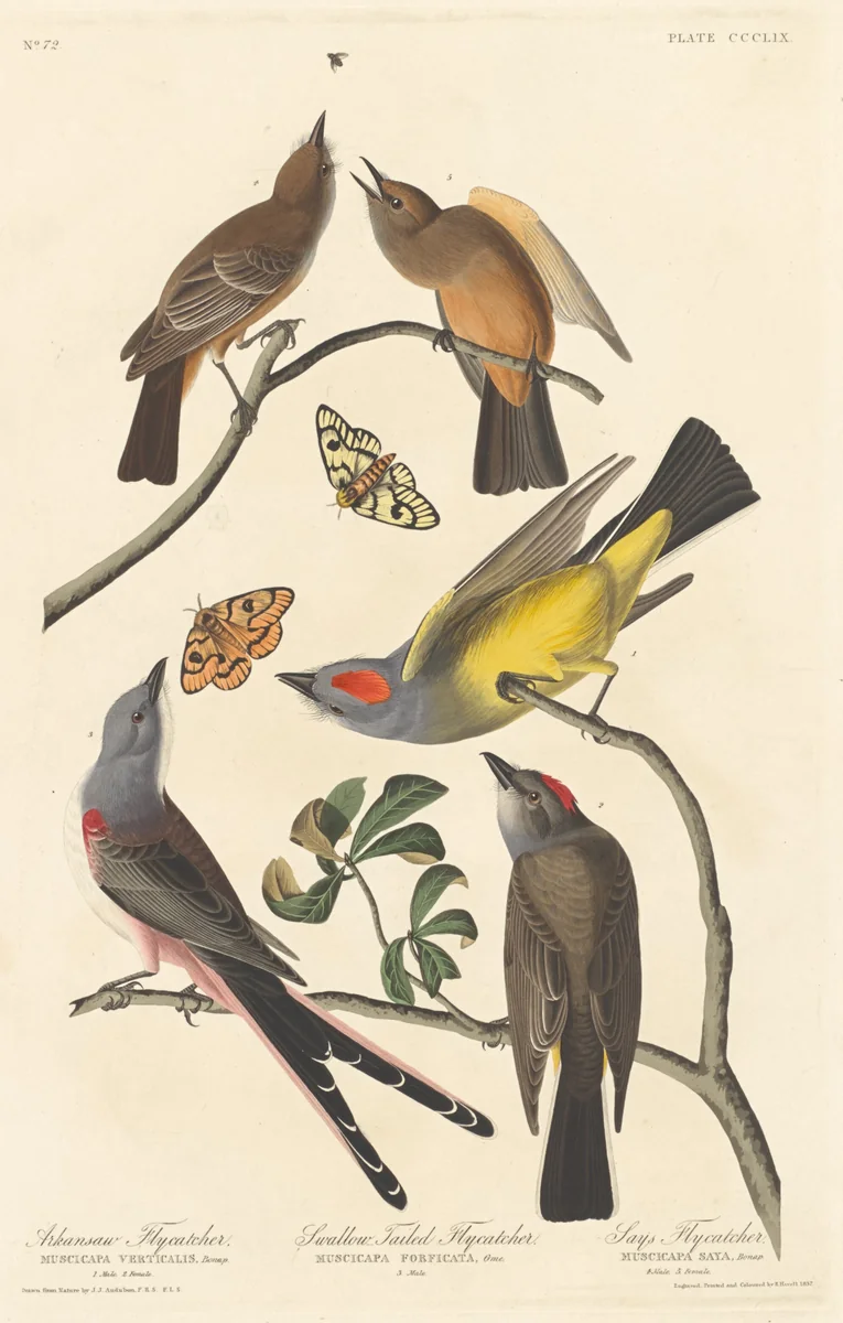 Arkansaw Flycatcher, Swallow-tailed Flycatcher and Says Flycatcher by Robert Havell, Jr.; John James Audubon, print, 1837