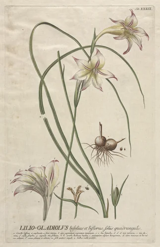 Plantae Selectae: No. 39 - Lilio-Gladiolus by Georg Dionysius Ehret, print, 1773