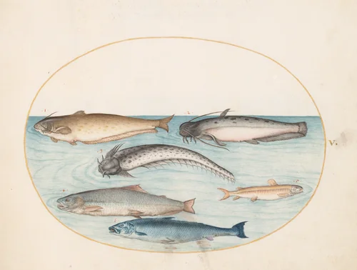 Plate 5: Three Catfish, a Salmon, and Two Other Fish by Joris Hoefnagel, drawing, 1570-1599