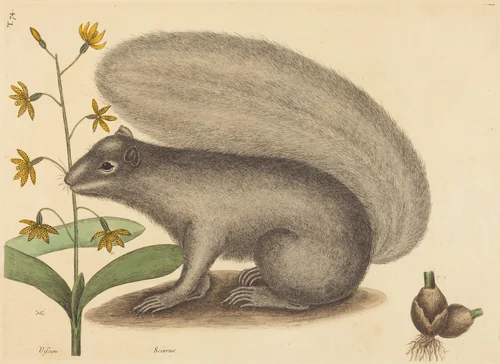 The Grey Fox Squirrel (Sciurus cinereus) by Mark Catesby, print, 1731-1743