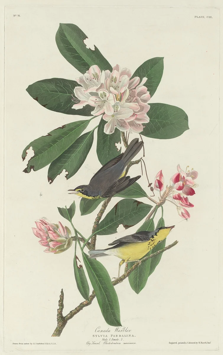 Canada Warbler by Robert Havell, Jr.; John James Audubon, print, 1831