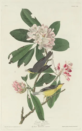 Canada Warbler by Robert Havell, Jr.; John James Audubon, print, 1831