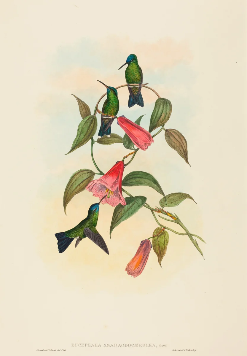 Eucephala smaragdocaerulea (Gould's Wood Nymph) by John Gould, print, 1804-1881