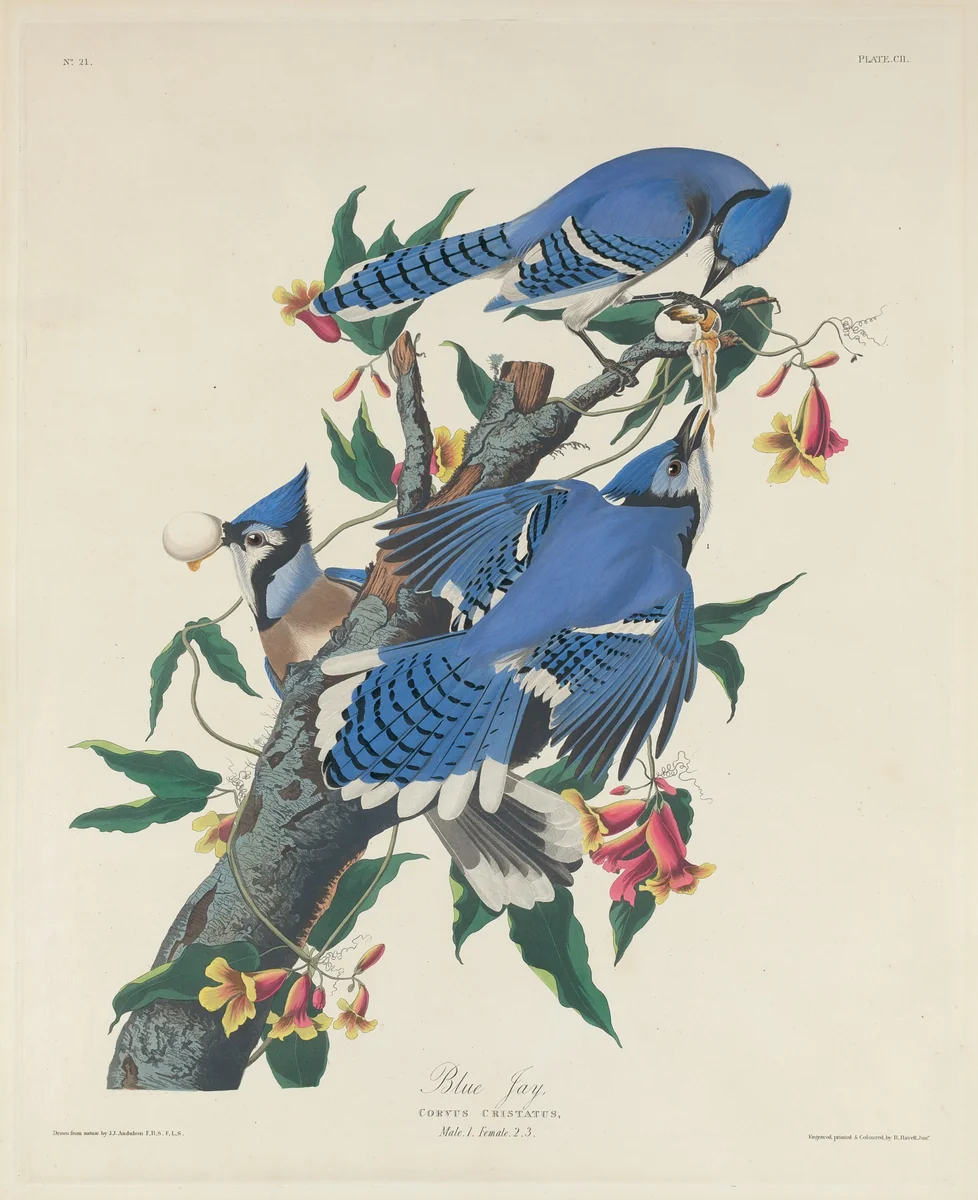Blue Jay by Robert Havell, Jr.; John James Audubon, print, 1831